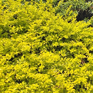 Sunshine Ligustrum